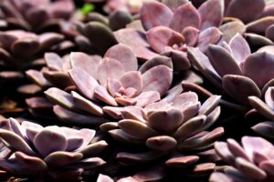 NISAとiDeCoの違いをわかりやすく解説しますか？